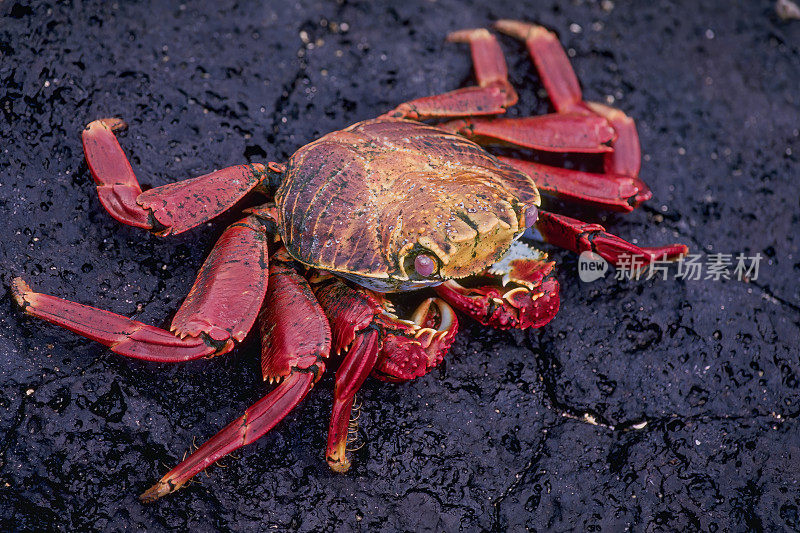 葡萄蟹是美洲西海岸最常见的蟹类之一。红岩蟹，或者叫萨利·莱特富特蟹。加拉帕戈斯群岛，厄瓜多尔。埃斯皮诺萨角，费尔南迪纳岛。