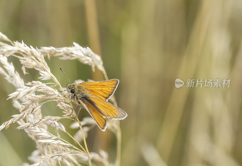 自然保护区草地上的大跳蝶