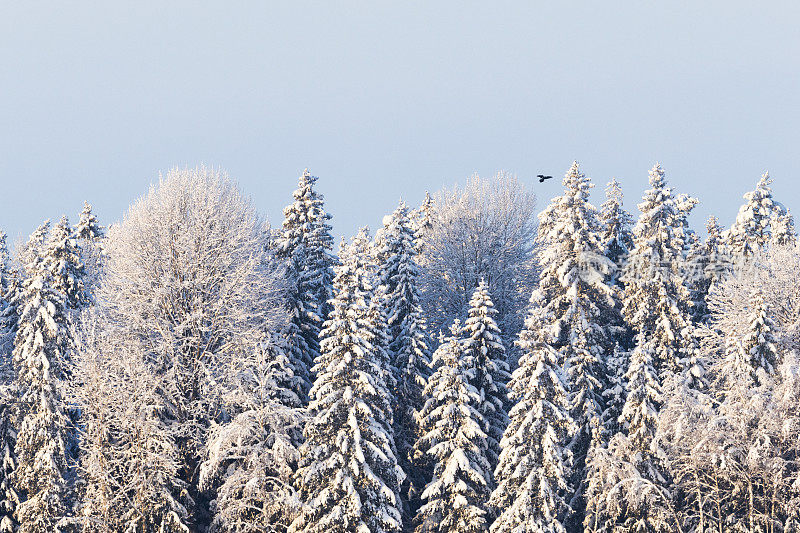 一只黑色的普通乌鸦降落在爱沙尼亚一片白雪皑皑的森林中的一棵树上