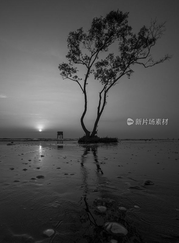 日出在海滩上孤独的栎树，天江省