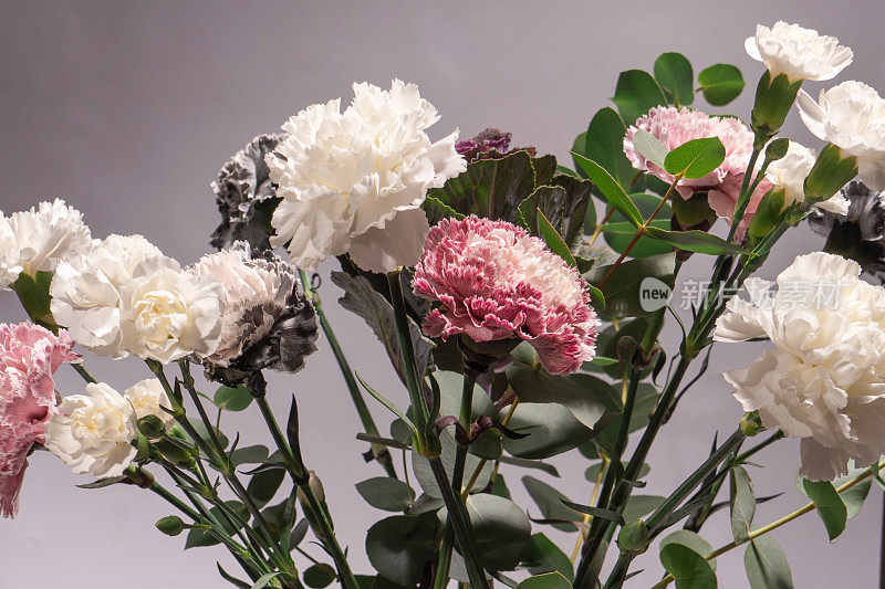 美丽的粉红色，灰色和白色康乃馨花香，新鲜桉树和紫罗兰花。