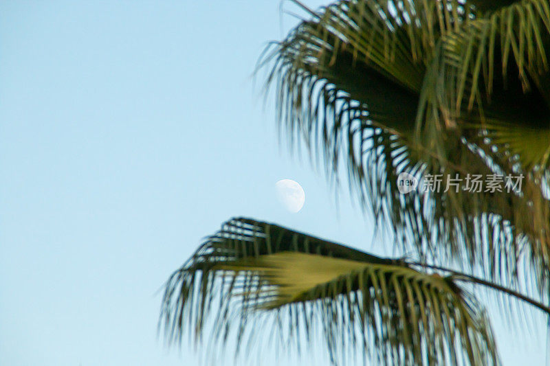 日落时，月亮从棕榈树的叶子间升起。
