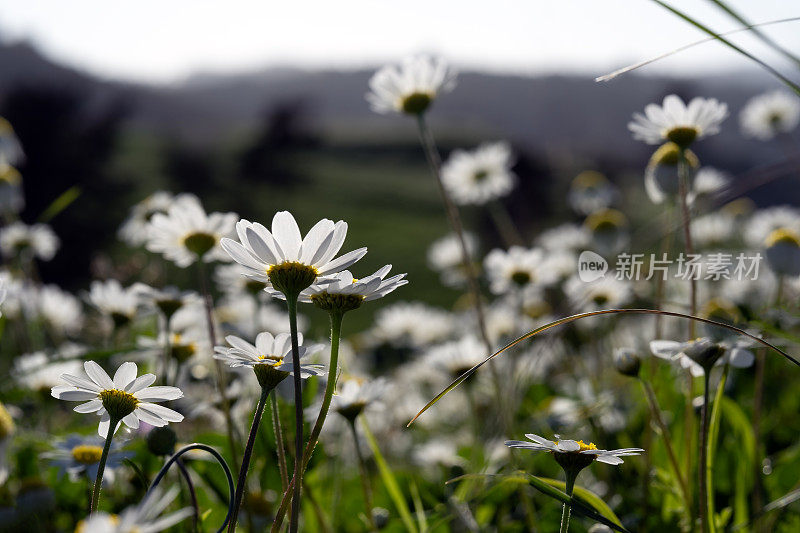 草地上的雏菊，四月里明亮的Halkidiki