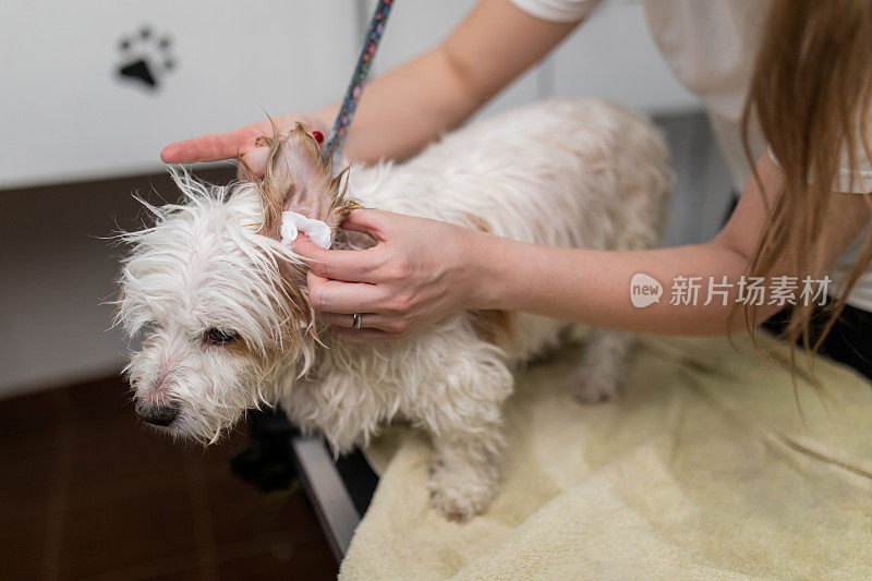 女宠物美容师在她的沙龙里给可爱的小狗清洁耳朵的特写。