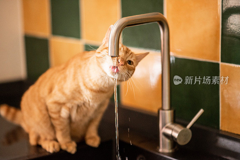 从厨房水龙头里喝水的猫