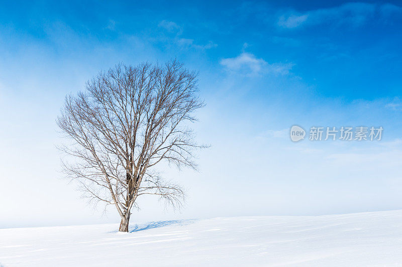 冬天的风景。Biei日本北海道