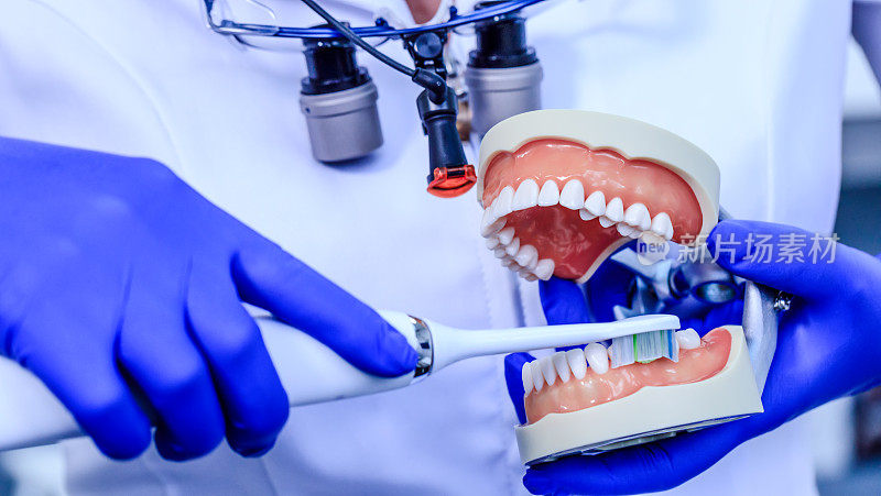 戴着蓝色手套的真正牙医在下巴模型上展示如何正确正确地用牙刷清洁牙齿。医生手里拿着牙齿模型和牙刷。牙科、牙科保健、健康牙齿的理念