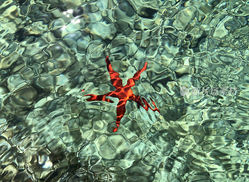 海星在海水里