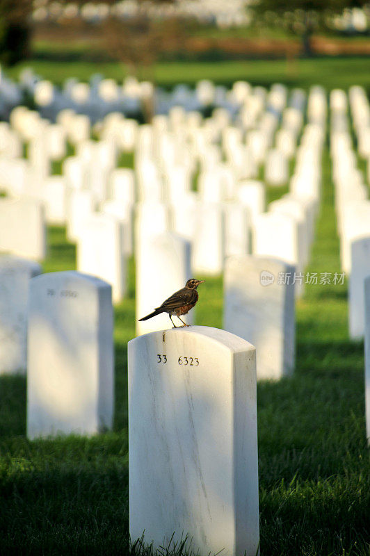 墓碑上的鸟