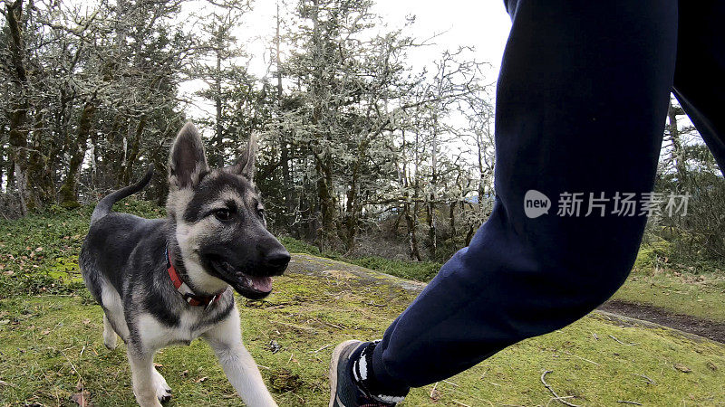 三个月大的哈士奇牧羊犬幼犬