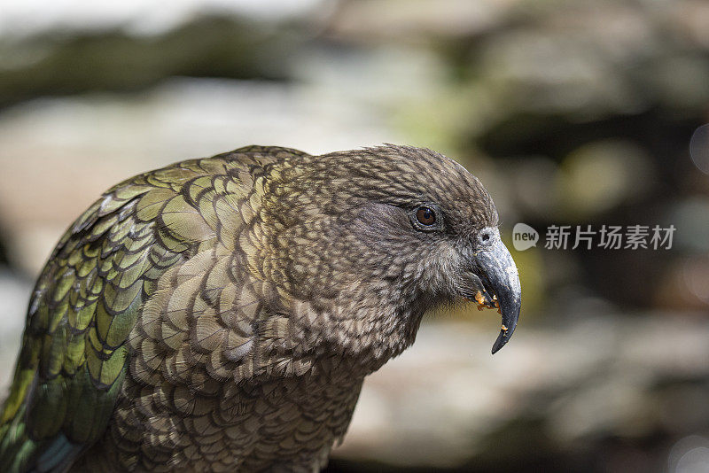 食肉鹦鹉