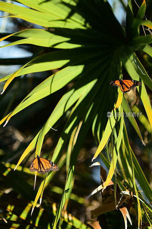 近距离拍摄的两只帝王蝶在棕榈叶上休息，张开翅膀捕捉阳光