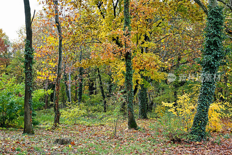 秋天的时候树林里有树