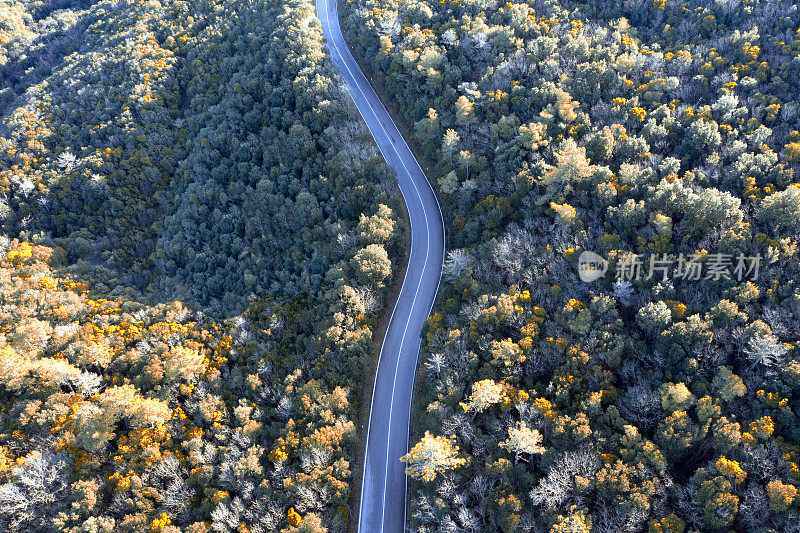 森林中道路的鸟瞰图