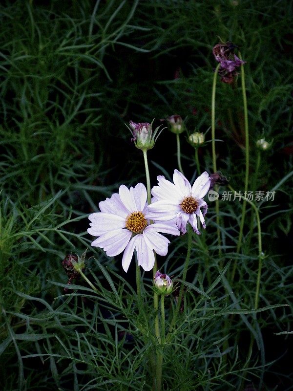 花园里的粉红色宇宙花