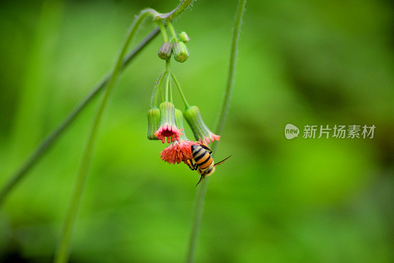 蜜蜂在给一朵小花授粉