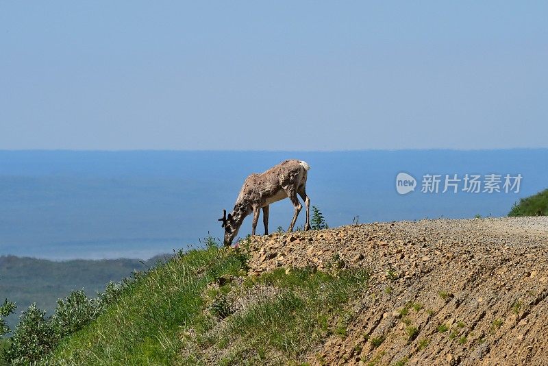 驯鹿放牧