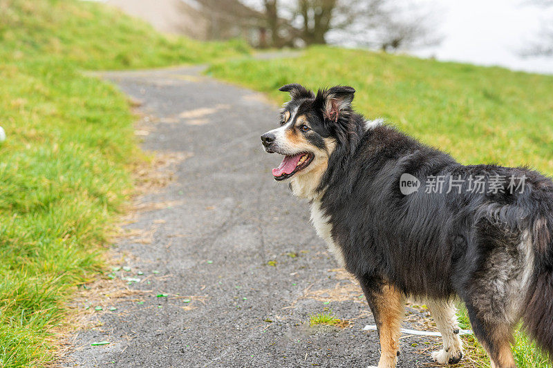 边境牧羊犬站在乡下