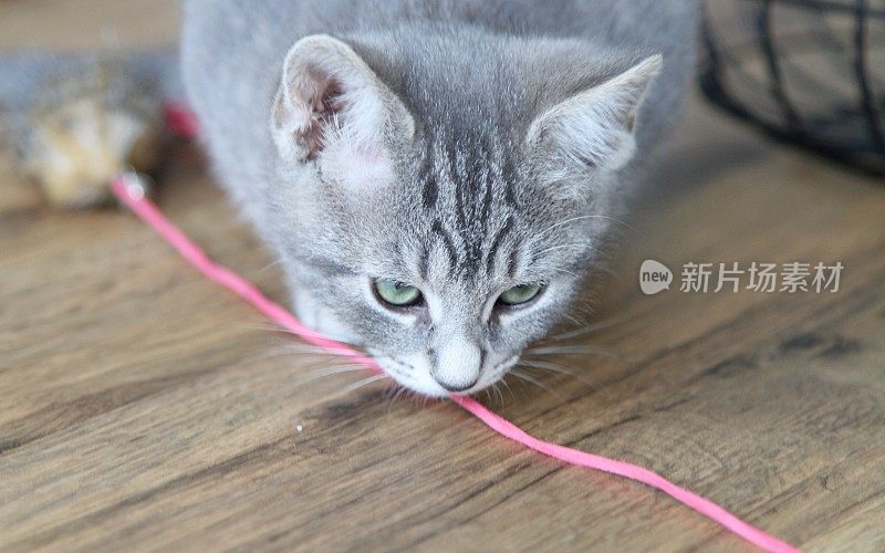 灰色虎斑小猫