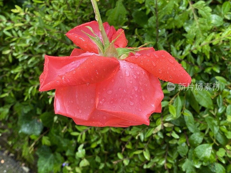 红色的玫瑰挂着雨滴