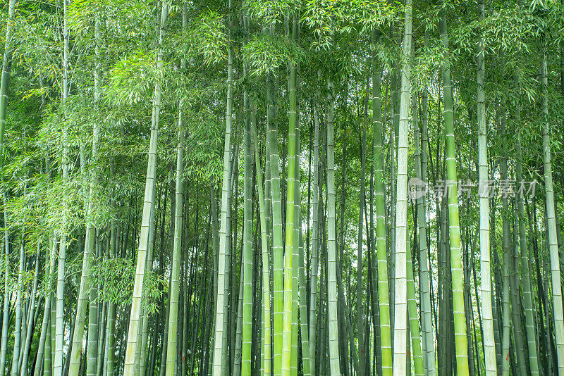高清晰度竹林绿竹