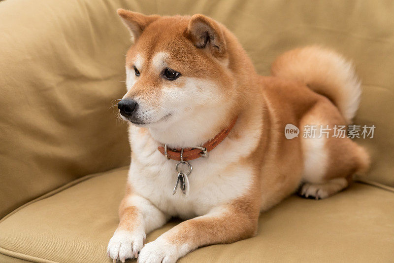 狗坐在家里的特写镜头