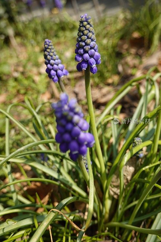 紫花植物野外特写