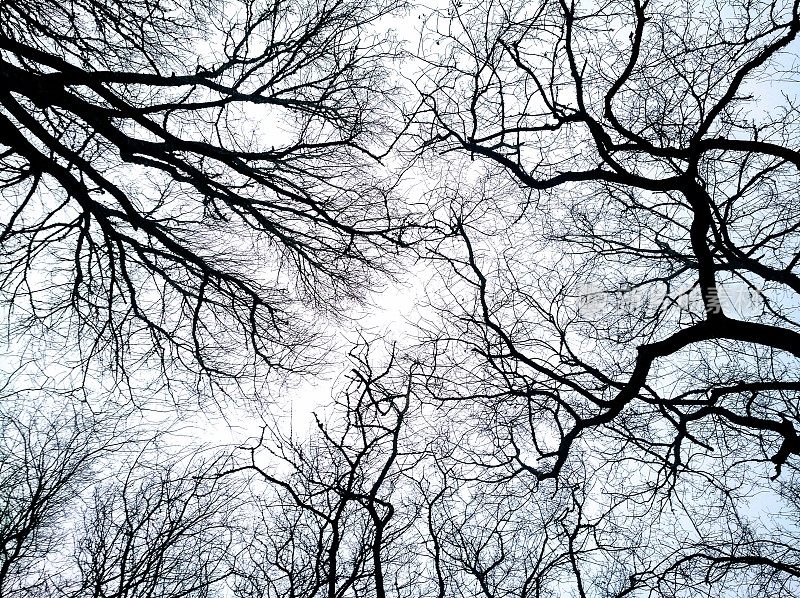 光秃秃的树木和天空的背景。