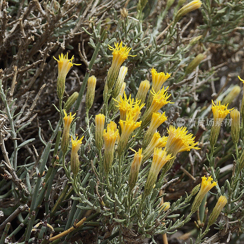 几种生长在安第斯山脉的Chilca花