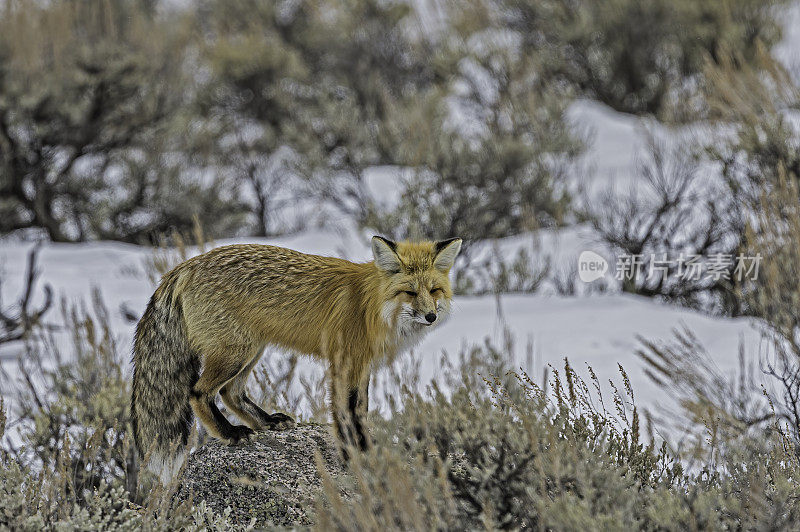红狐在雪地里狩猎，黄狼，黄石国家公园，WY