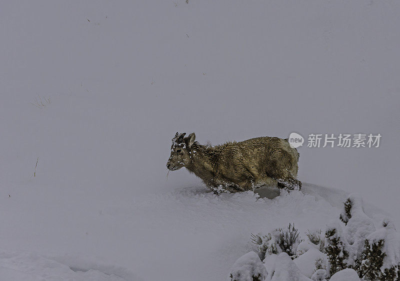 冬天的大角羊、加拿大绵羊、黄石国家公园;黄石公园;国家公园;怀俄明;女性。