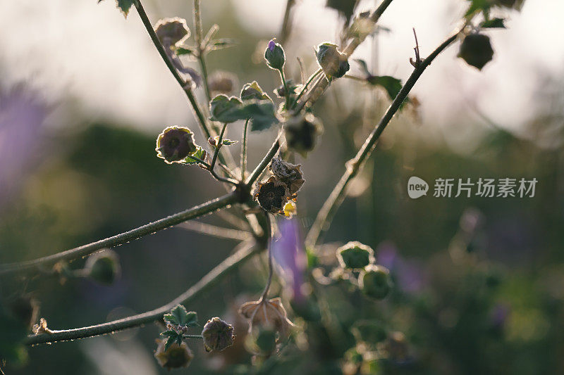 在日落期间，彩色草地的宏观视图