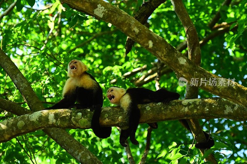 巴拿马白面卷尾猴，一只坐着，一只躺在树枝上