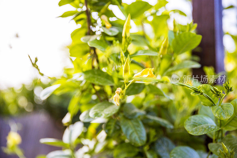 季节变化和在后院种植植物