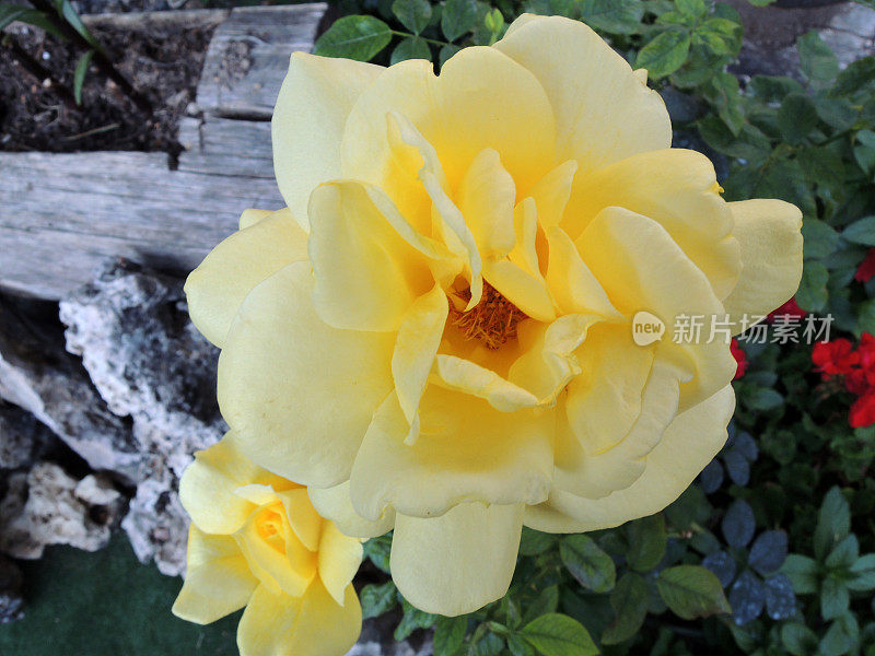 阿尔托塔霍自然公园的一朵黄色玫瑰。卡斯蒂利亚拉曼查。西班牙