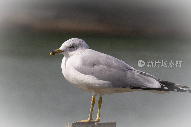 海鸥站在柱子上