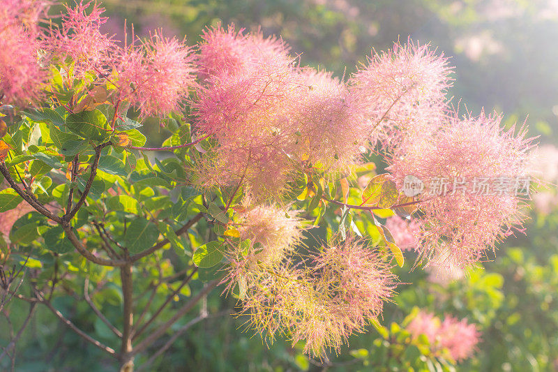 烟灌木黄栌花在春天的背景