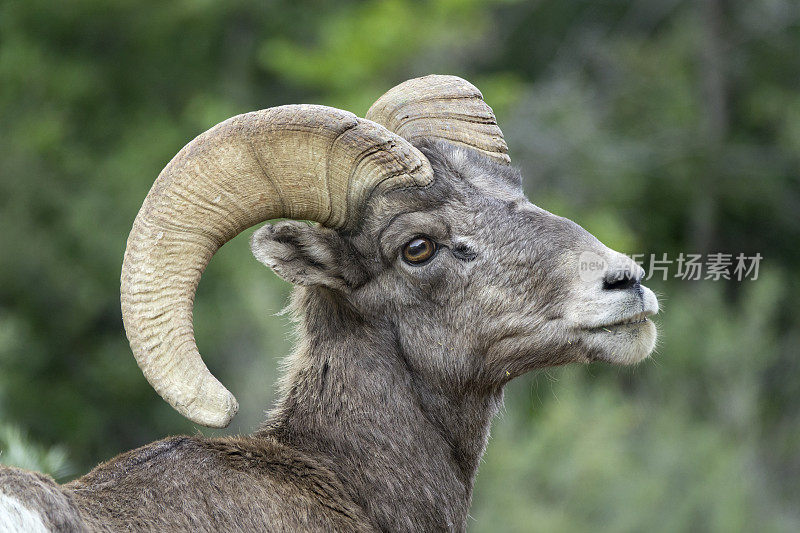 野生落基山大角羊公羊脸肖像沃特顿峡谷科罗拉多州