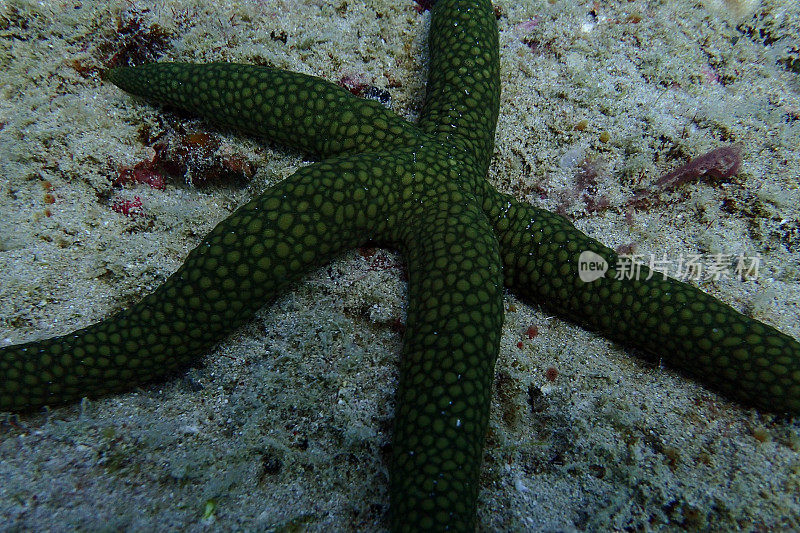 宁格鲁礁水下海洋生物