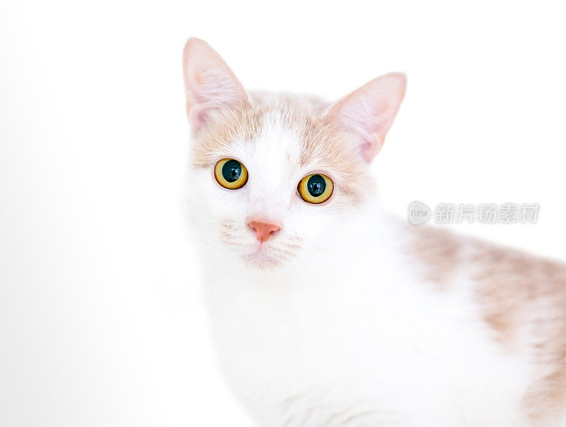 一只短毛小猫，有着明亮的黄色眼睛和放大的瞳孔