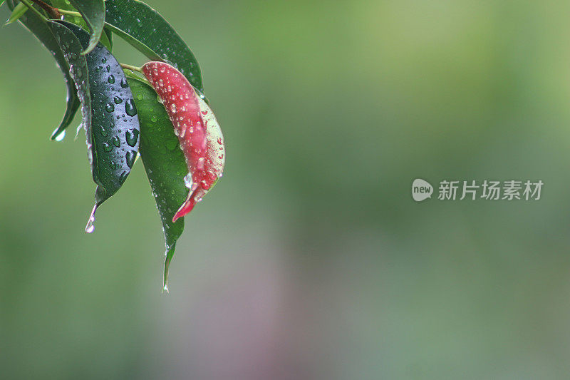 雨季的雨滴落在树叶上