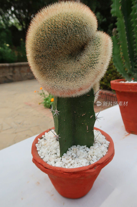 多刺的仙人掌植物在赤陶土花盆装饰的白色砾石花园墙，花园背景