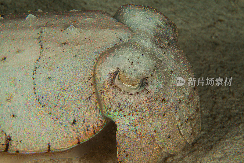 热带鱼，海洋生物，