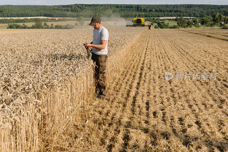 在收割时，农民控制着麦田里的谷物