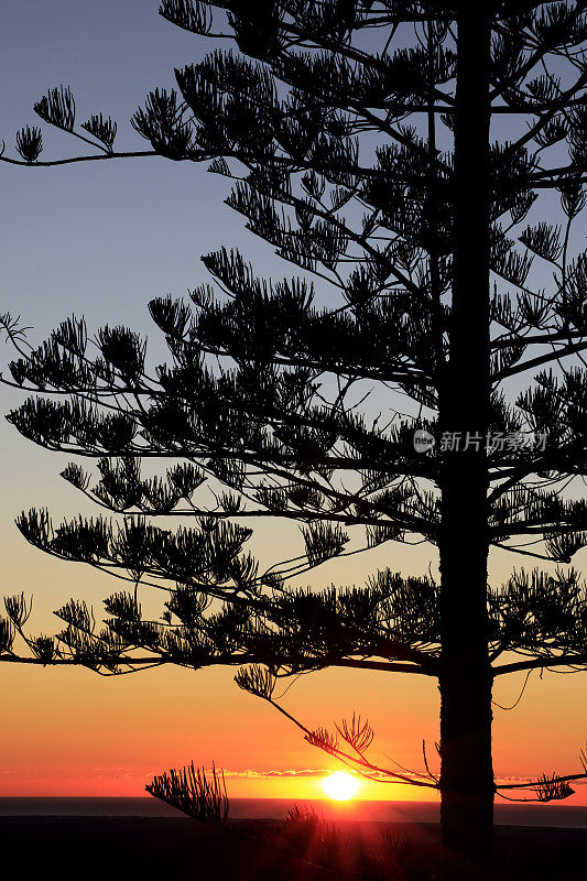 日出在太平洋与诺福克岛松树剪影
