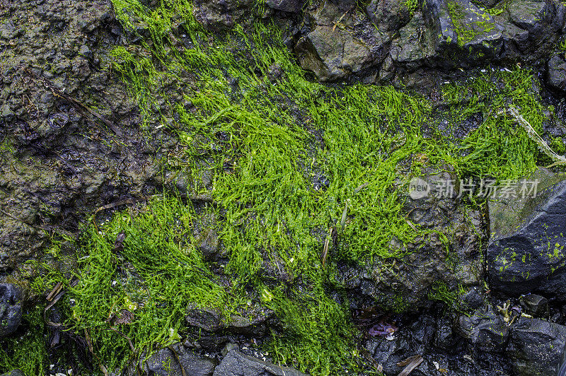 浒苔是浒苔科的一种绿藻，俗称海毛、海莴苣、海藻和海草