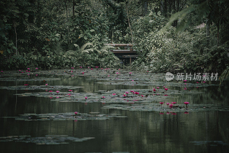 荷花池塘对黑暗的林地背景