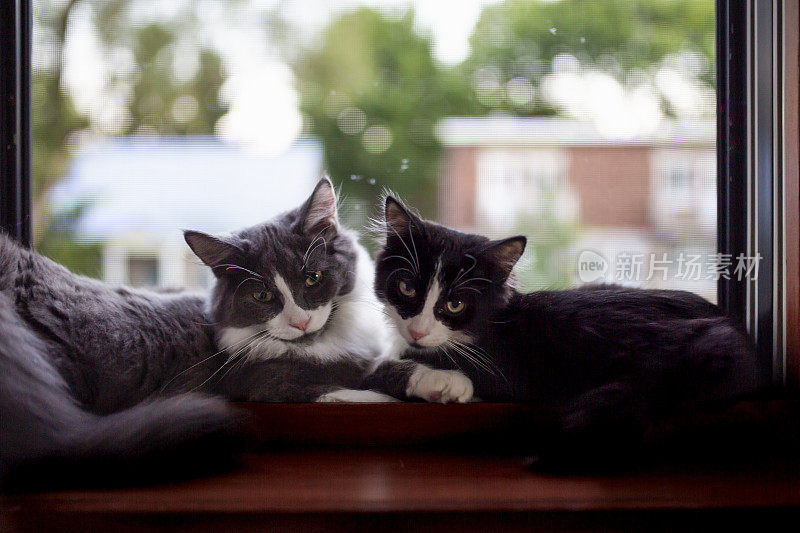 两只小猫在窗边