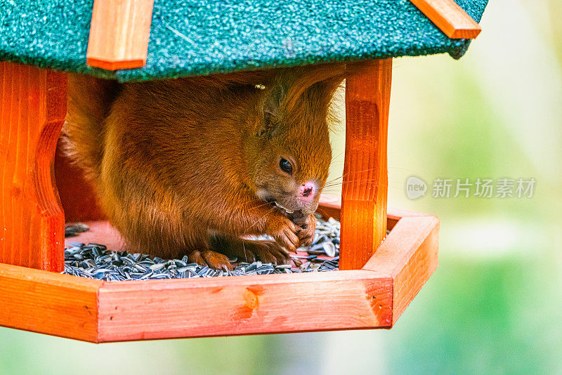 饲养室里的红松鼠