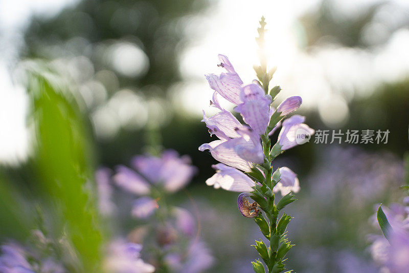 野花之美:山竹